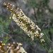 Mulguraea arequipensis - Photo (c) danplant,  זכויות יוצרים חלקיות (CC BY-NC), הועלה על ידי danplant