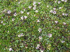 Lobelia oligophylla