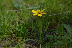 Sisyrinchium graminifolium