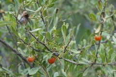 Lycianthes lycioides