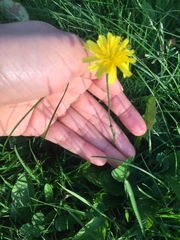 Scorzoneroides autumnalis