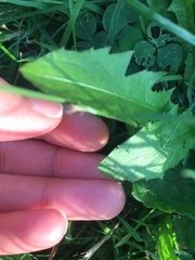 Scorzoneroides autumnalis