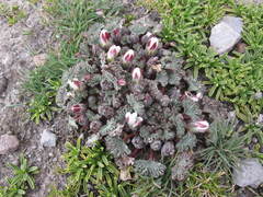 Nototriche obcuneata