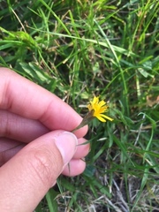 Scorzoneroides autumnalis