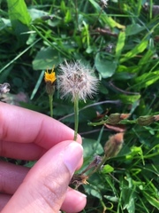 Scorzoneroides autumnalis