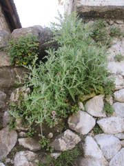 Polyachyrus sphaerocephalus