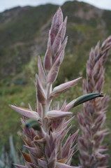 Puya cylindrica