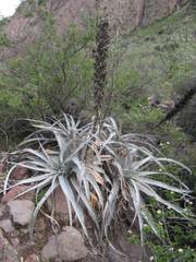 Puya cylindrica