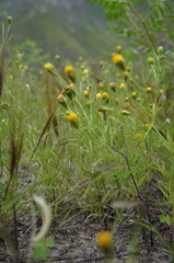 Picradeniopsis multiflora