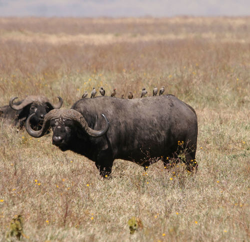 African Buffalo