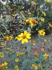 Helianthus schweinitzii
