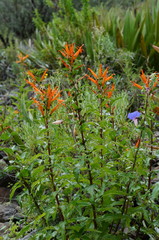 Siphocampylus tupaeformis