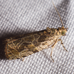 Olethreutes tilianum