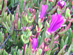 Delosperma cooperi