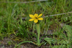 Sisyrinchium graminifolium