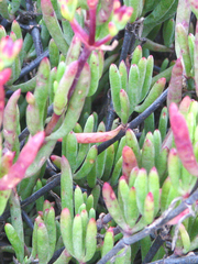 Delosperma cooperi