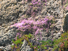 Delosperma cooperi