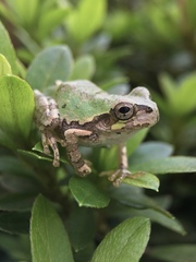 Hyla japonica