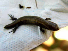 Dwarf Alligator Lizard photo 3