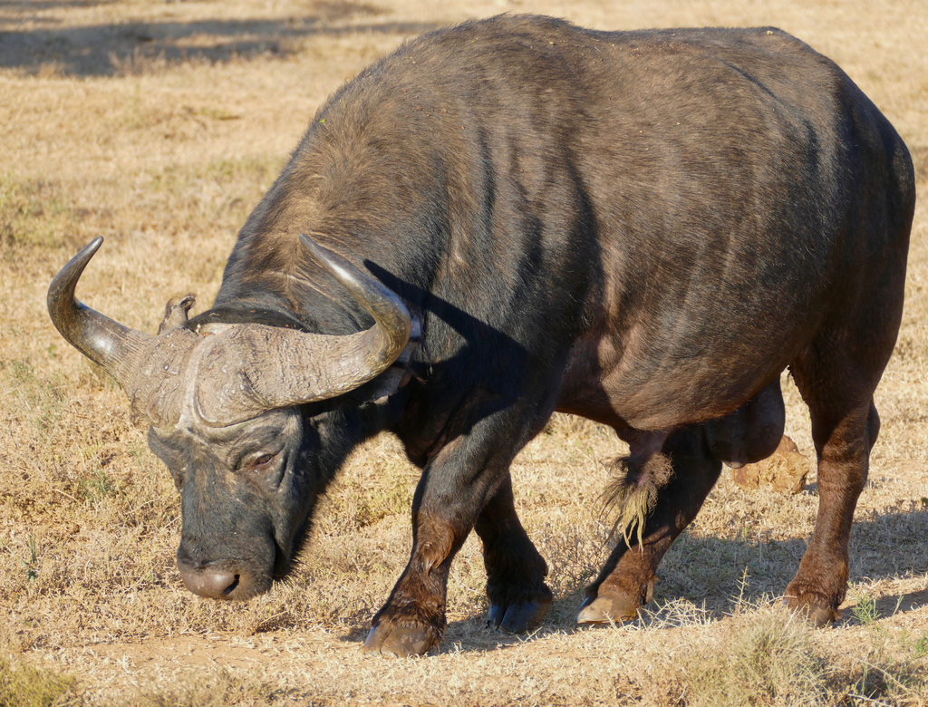 African Buffalo (Syncerus caffer) · iNaturalist