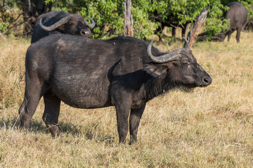 African Buffalo