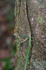 Selenicereus extensus