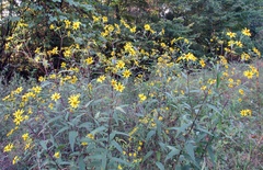 Helianthus schweinitzii