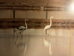 Phoenicopterus roseus