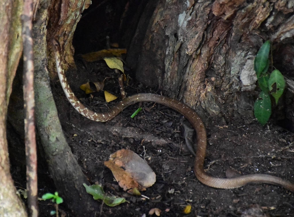 Antilles Racer