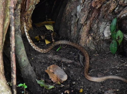 Antilles Racer