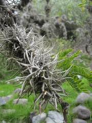 Tillandsia capillaris