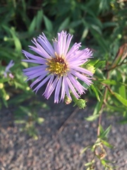 Symphyotrichum novi-belgii
