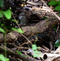 Pholidoscelis fuscatus