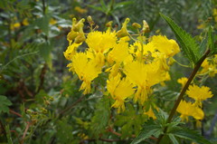 Tropaeolum peregrinum
