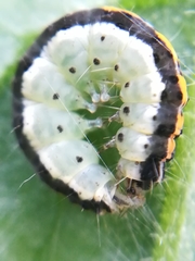 Ethmia quadrillella