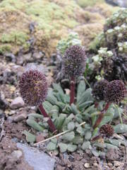 Valeriana globularis