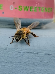 Apis mellifera