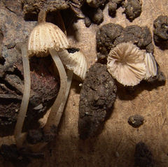 Coprinellus disseminatus