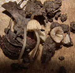 Coprinellus disseminatus