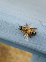 Apis mellifera