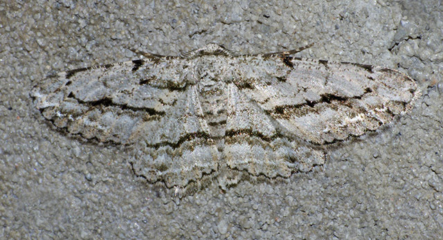 Stenoporpia anastomosaria