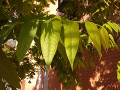Juglans australis