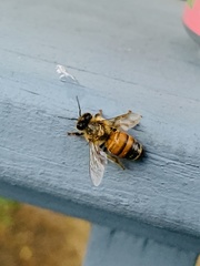 Apis mellifera