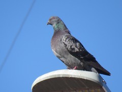 Columba livia domestica