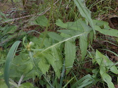 Cirsium erisithales