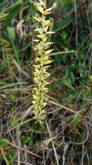 Cranichis ciliata