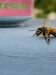 Apis mellifera