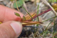 Gentianeae