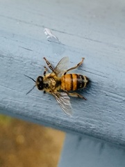 Apis mellifera