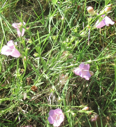 Agalinis heterophylla iNat (2)